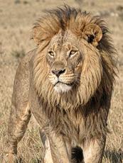 Majestic lion portrait, AI-generated artwork